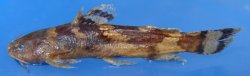 Microglanis sp. `RIO SALI` - Click for species page